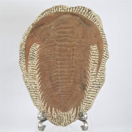 Cambrian Age Large Trilobite Fossil