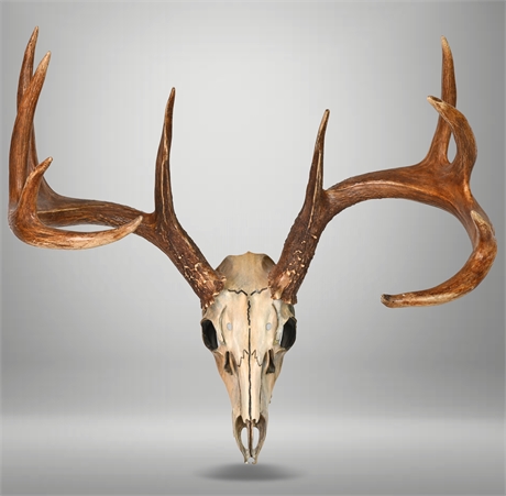 Bronze Mule Deer Skull by Bill Ernst Racks of the West