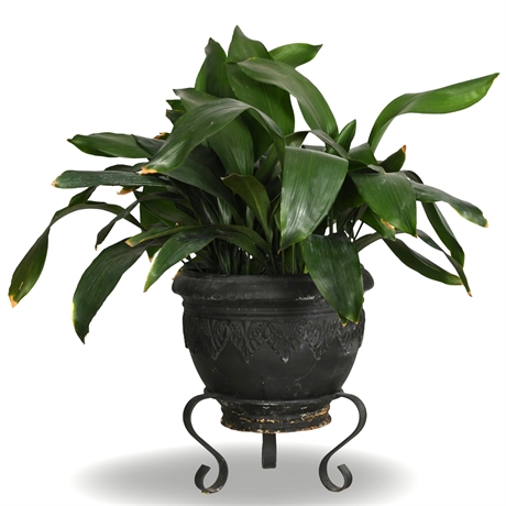 28" Live Potted Cast Iron Plant in Cast Resin Planter with Forged Iron Stand