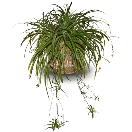 Live Potted Spider Plant