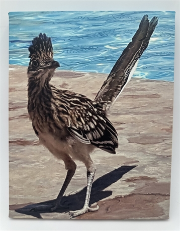 Roadrunner Wildlife Canvas by Megan Woodworth