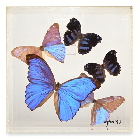 Butterfly Shadowbox Art, Paul Purington, 1992