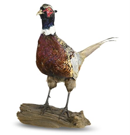 Taxidermied Ring Necked Pheasant