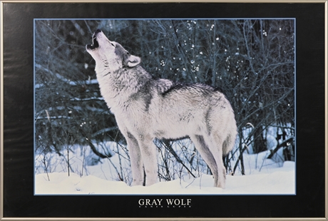 Grey Wolf Framed Poster