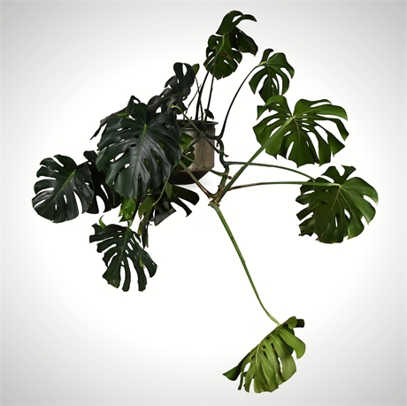 Rescue Me! Large Monstera Deliciosa in Ceramic Planter