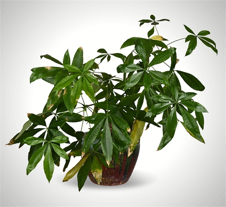 Rescue Me! Large Pachira Aquatica in Glazed Ceramic Planter
