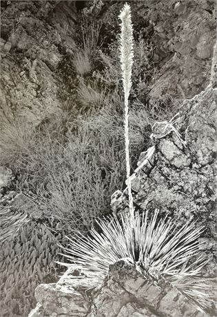 Original Les McKee Yucca Photo
