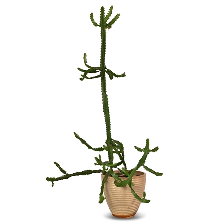 83" Euphorbia Ingens Potted Plant