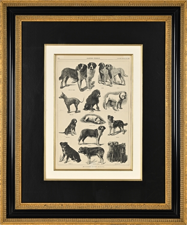 Harper’s Weekly “The Non‑Sporting Dog Show,” Nov. 1884 Engraving — Gilt Frame
