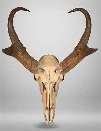 Bronze Pronghorn Skull by Bill Ernst Racks of the West