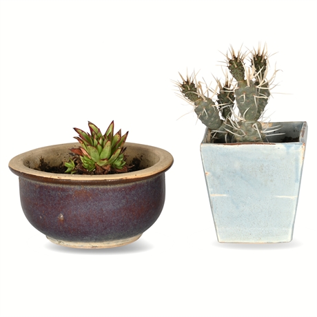 Live Xerophytic Potted Duo