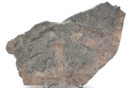 Prehistoric Crinoid Fossil Slab