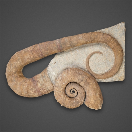 Monumental Heteromorph Ammonite Fossil Group, Multi-Specimen Plate