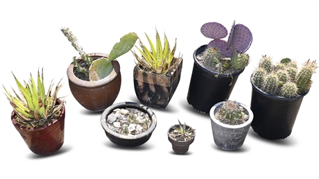 (8) Living Cacti & Succulents