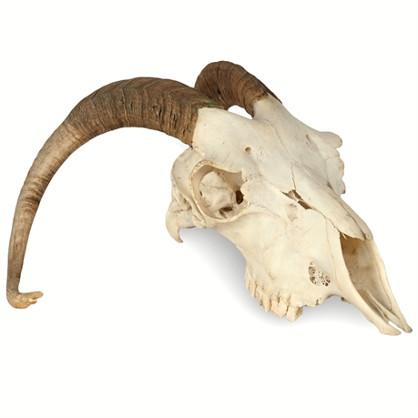 Mountain Sheep Skull – A Symbol of Wilderness Strength