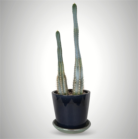 33” Blue Torch Cactus in Navy Glazed Pot – Modern Desert Accent