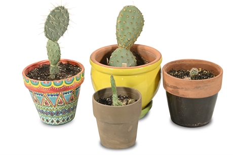 Live Potted Cacti