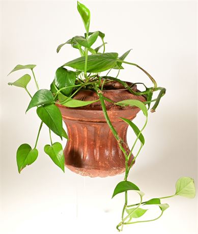 Live Philodendron Plant