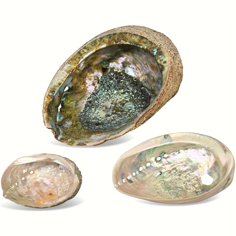 Three Abalone Large Shells