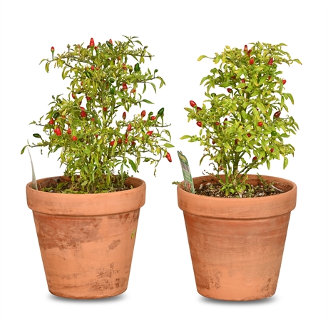 1' Live Ornamental Pepper Plants