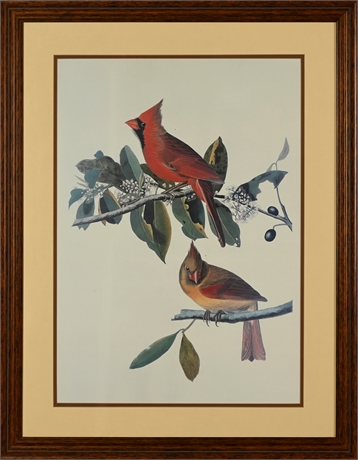 Grosbeak J. J. Audubon Reproduction