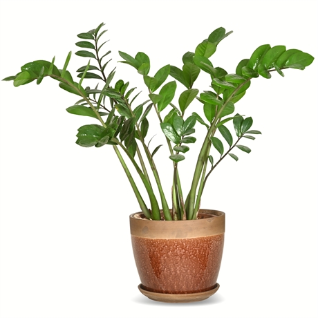 Live Potted Zanzibar (Zamioculcas Zamiifolia) Plant
