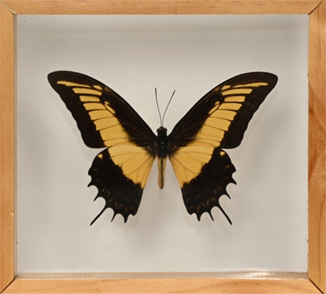 Framed Papilio Androges Butterfly