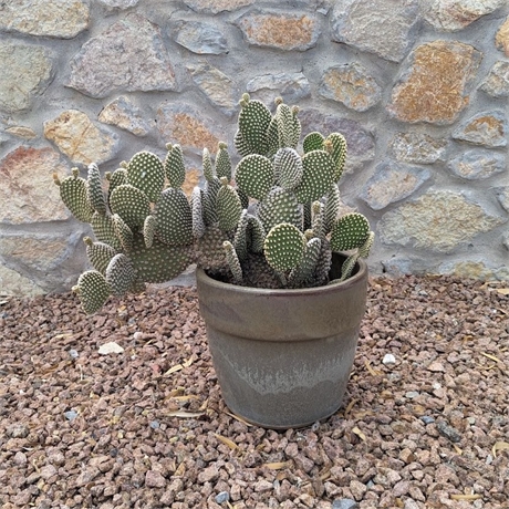 Live Potted Bunny Ears Cactus