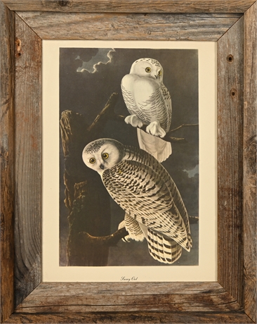 John James 'Snowy Owl'