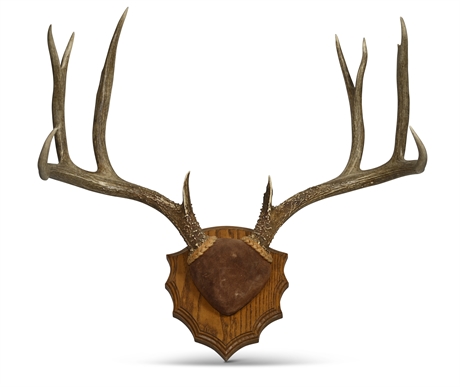 10 Point Deer Antler Trophy Mount