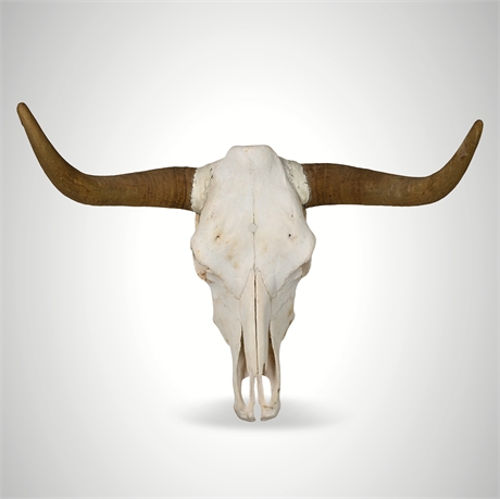 Mounted Longhorn Steer Skull with Natural Horns – 31” Wide
