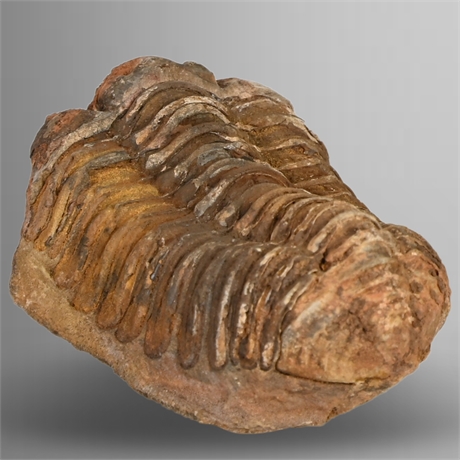 Diacalymene Moroccan Trilobite Fossil