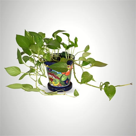 Rescue Me! Golden Pothos in Hand-Painted Talavera Planter