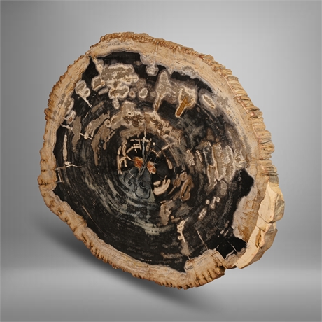 80 lb Petrified Wood Slab
