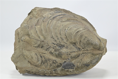 19lb Cretaceous Clam Fossil