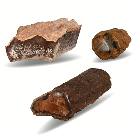 432 grams of Petrified Wood