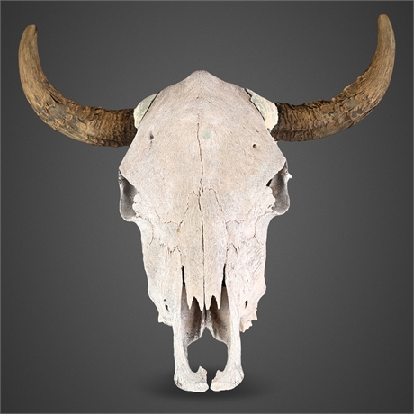 Large Bull Skull w/ Horns Wall Mount Western Decor
