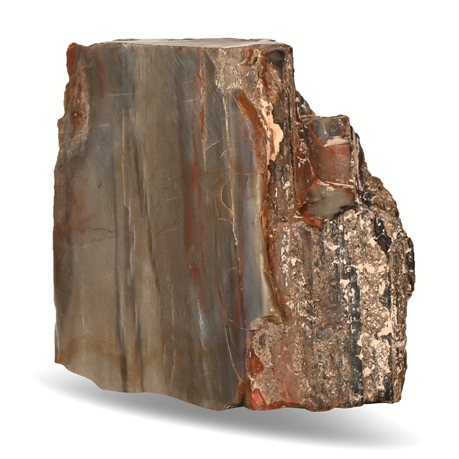 2 lb Petrified Wood Specimen