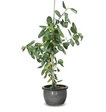 Live Potted Rubber Tree/Plant