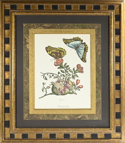 "Blue Butterflies and Pomegranate" Framed Botanical Etching
