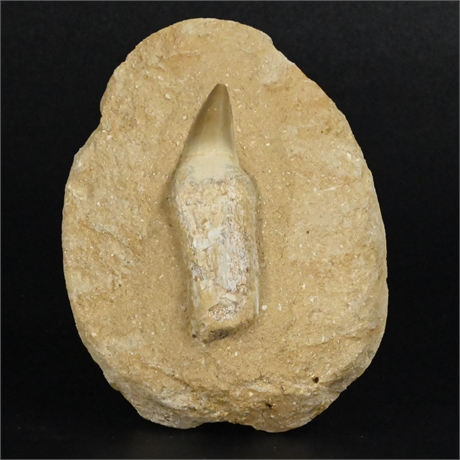 Mosasaur Tooth Fossil