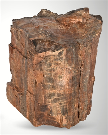 Arizona Petrified Wood Specimen Block — Fossilized Wood