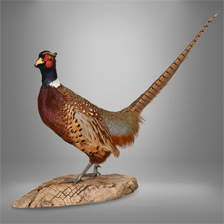 Ringneck Pheasant Trophy