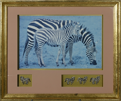 Zebras Framed Print