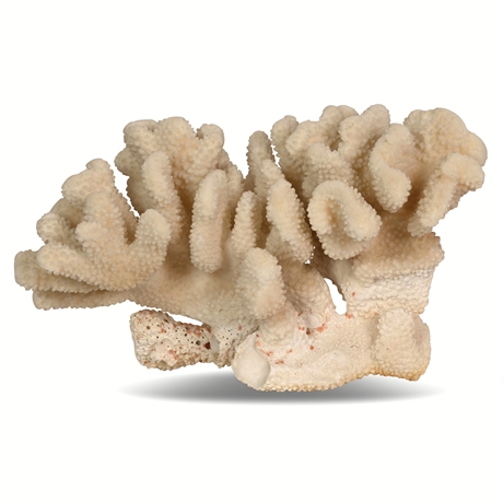 Vintage Natural Cauliflower Coral Specimen