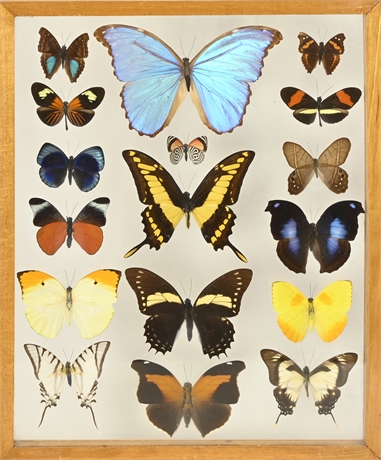 Vintage Framed Mounted Butterfly Collection