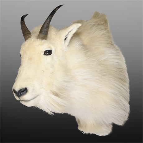 Taxidermied Mountain Goat