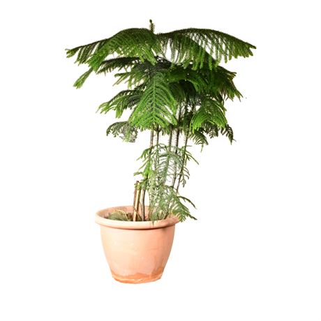 Live Potted Norfolk Island Pine