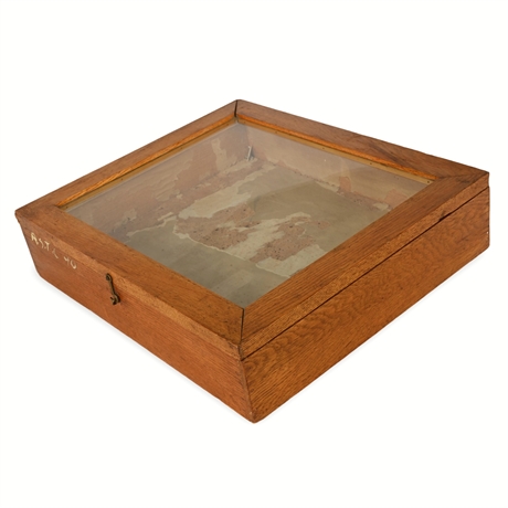 Antique Oak Scientific Specimen Display Case