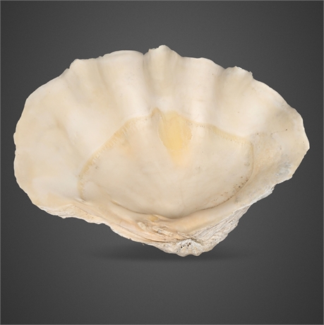 28 lbs Tridacna gigas Giant Clam Half Shell — Indo-Pacific Reef Origin